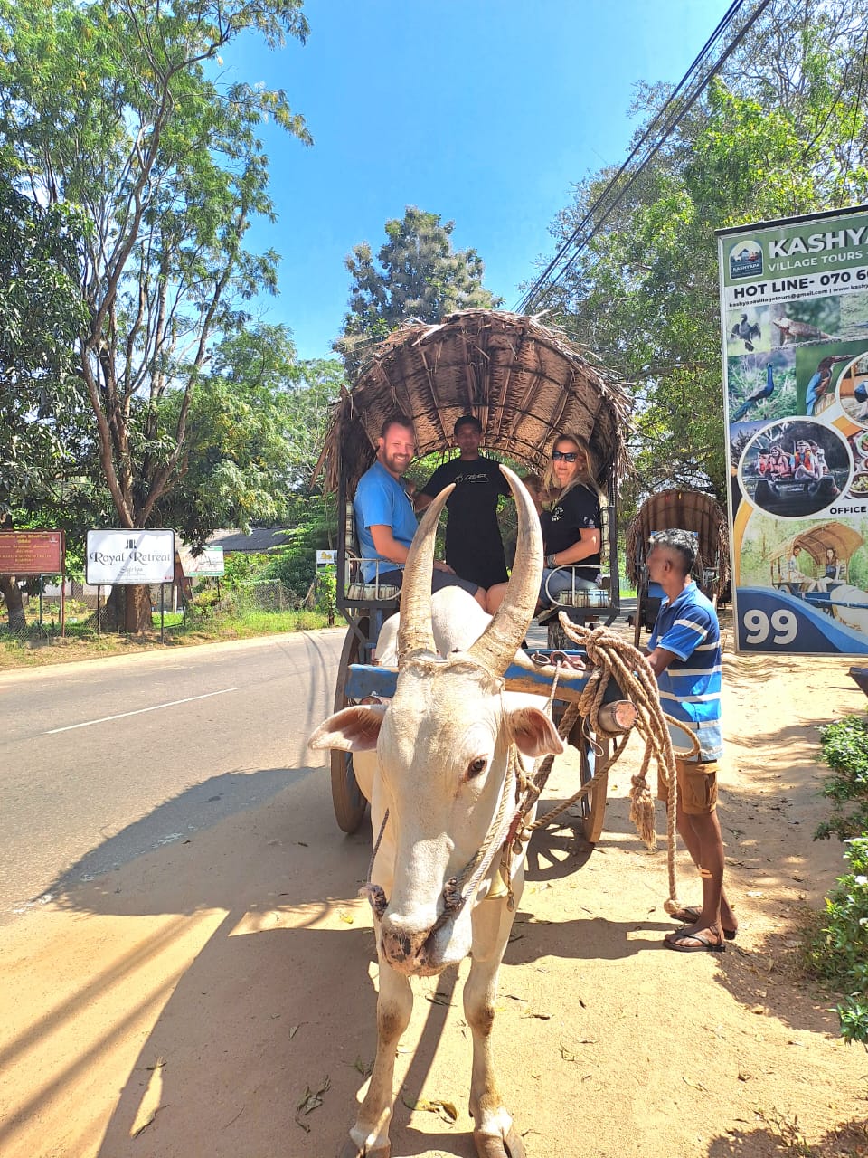 Traditional bullock cart ride